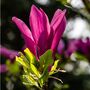 Magonlia Tree Magnolia 'Susan' One In 10 Litre Pot, thumbnail 1 of 5