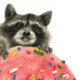 Raccoon Donut Print, thumbnail 3 of 3