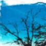 'Dog Days' Walk Blue Sky Tree Original Silkscreen Print, thumbnail 2 of 2