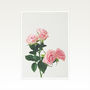 Spring Roses Photographic Flower Print, thumbnail 2 of 2