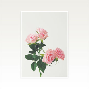 Spring Roses Photographic Flower Print, 2 of 2