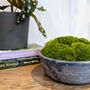 Preserved Moss In A Small Ceramic Handmade Bowl, thumbnail 6 of 8