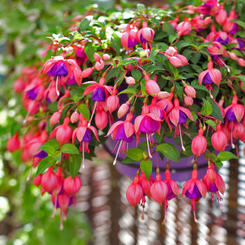 Fuchsia 'Lady Boothby' One Litre Pot, 3 of 6