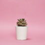 Concrete Pot Small With Cactus/ Succulent In White, thumbnail 2 of 5