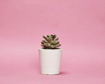 Concrete Pot Small With Cactus/ Succulent In White, 2 of 5