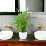 Peace Lily Plant In 12cm Pot – Elegant Indoor Flower, thumbnail 1 of 6