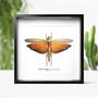 Giant Orange Grasshopper Insect Bug Moth Butterfly Box Frame Entomology Taxidermy Interior Design Modern Home Decor Wall Hanging Gift Ornament, thumbnail 1 of 3