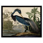 Audubon Birds Louisiana Heron Painting Wall Art Print, thumbnail 1 of 3