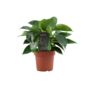 Philodendron White Wave – Indoor Plant 12cm, thumbnail 1 of 5