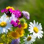 Magical Wildflower Wishes – Plantable Gift For Children, thumbnail 8 of 9