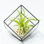 Glass Cube Air Plant Terrarium Diy Kit, thumbnail 1 of 2