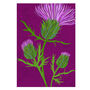 Scottish Thistle Greeting Card, Botanical Illustration, Purple, Green, Blank Inside, All Occasion, Scotland, Highlands, Floral, British Isle, thumbnail 2 of 2