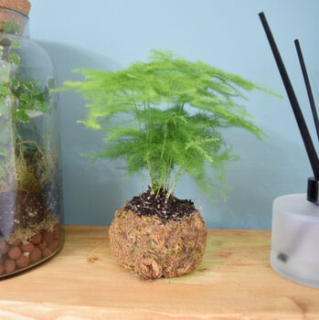 Kokedama Ball Kit With House Plant Home Office Decor, 3 of 6