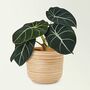 Houseplant Alocasia Reginula 'Black Velvet' 13cm Pot, thumbnail 4 of 7