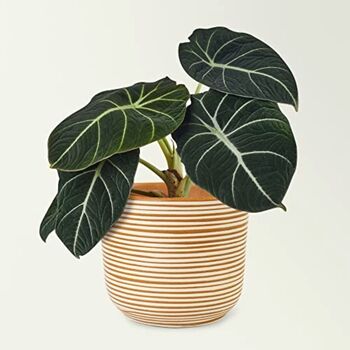 Houseplant Alocasia Reginula 'Black Velvet' 13cm Pot, 4 of 7
