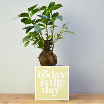 'Today Is The Day' Positivity Plant Pot And Houseplant, 3 of 7