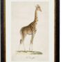 Framed Giraffe Print, thumbnail 2 of 2