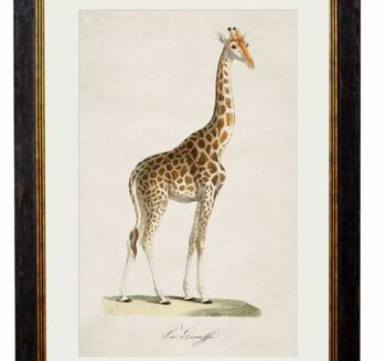 Framed Giraffe Print, 2 of 2