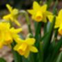 Spring Bulbs Daffodil 'King Alfred' Bulb Pack, thumbnail 7 of 7