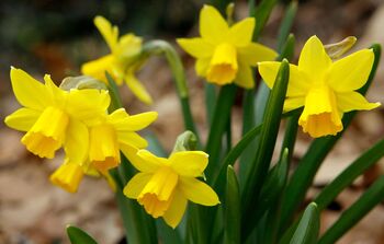 Spring Bulbs Daffodil 'King Alfred' Bulb Pack, 7 of 7