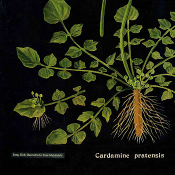 Vintage Botanical Print, 4 of 4