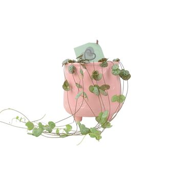 String Of Hearts Trailing Indoor Plant In8.5cm Pot, 3 of 9