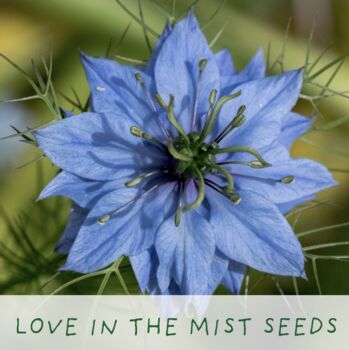 Seeds Of Love. Eco Grow Your Own Plant Kit, 5 of 7