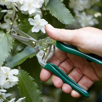 Fig Tree Plant Gift, 4 of 8