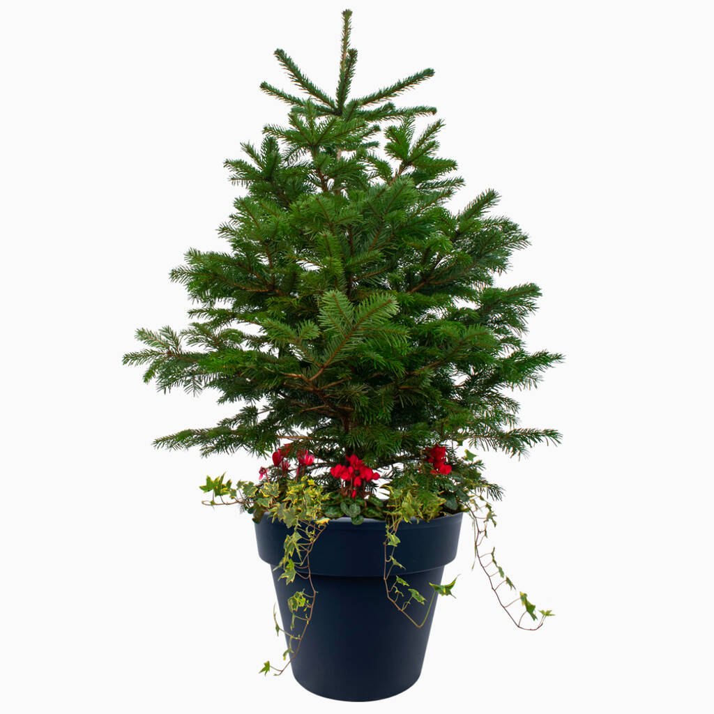 Real Potted Eco Christmas Tree Large By Muddy Trowel