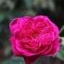 Rose Plants Climbing Rose 'Pink Perpetue', thumbnail 7 of 8