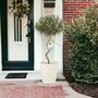 Spiral Olive Tree In 23cm Pot – 80–90cm Tall, thumbnail 2 of 5