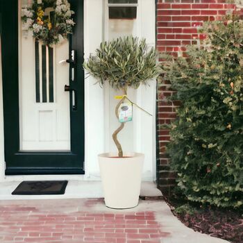 Spiral Olive Tree In 23cm Pot – 80–90cm Tall, 2 of 5