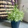 Artificial Lavender In Pot, thumbnail 5 of 6