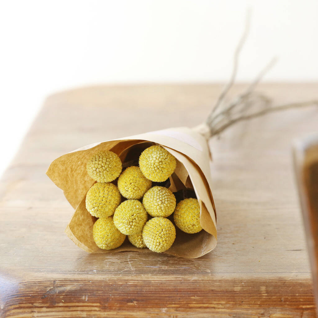 Preserved Natural 'billy Buttons' Craspedia Flowers By