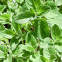 Gardening Gift. Grow Your Own Herbs. Oregano Seeds Kit, thumbnail 3 of 4