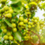 Walnut Tree, 'Juglans Regia', thumbnail 5 of 8