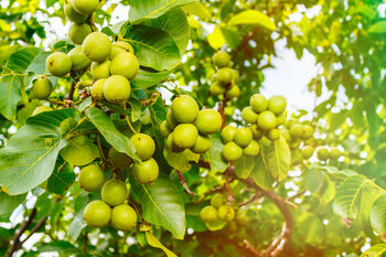 Walnut Tree, 'Juglans Regia', 5 of 8