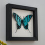Personalised Papercut 3D Butterfly Framed Print Gift, thumbnail 8 of 9