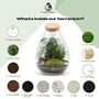 Terrarium Kit With Glass And Plants H: 37 Cm | Zurich, thumbnail 3 of 8
