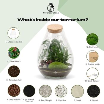 Terrarium Kit With Glass And Plants H: 37 Cm | Zurich, 3 of 8