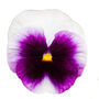 Flowers Pansy 'Beaconsfield' 20 X Plant Pack, thumbnail 1 of 6