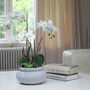 Luxury White Potted Artificial Phalaenopsis Plant, thumbnail 1 of 3