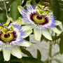 The Passion Flower Gift, thumbnail 3 of 10