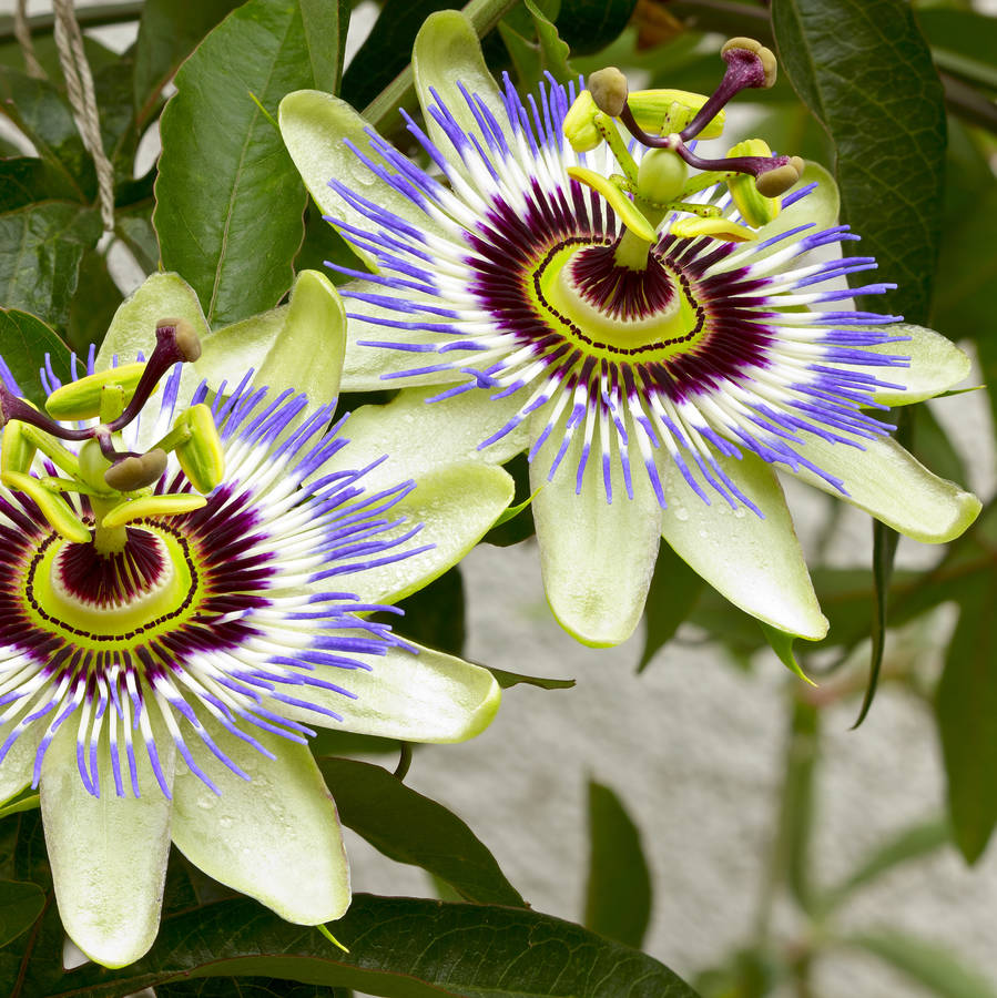 The Passion Flower Gift By The Gluttonous Gardener | notonthehighstreet.com