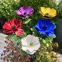 Anemone Garden Stakes Set Of Five, thumbnail 1 of 9