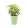 Pieris Forest Flame Evergreen Shrub In 5 L Pot, thumbnail 4 of 7