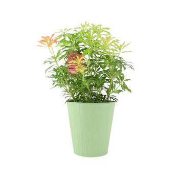 Pieris Forest Flame Evergreen Shrub In 5 L Pot, 4 of 7