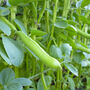 Broad Beans Aquadulce 12 X Plant Pack, thumbnail 5 of 5