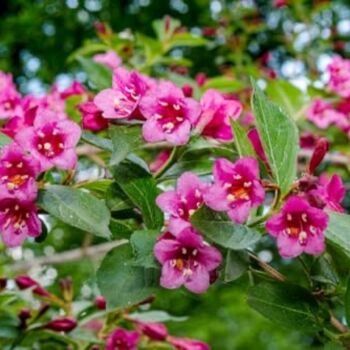 Perennial Weigela 'Victoria' One X Plant In 1 Litre Pot, 5 of 8