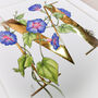 M Is For Morning Glory Illuminated Botanical Print, thumbnail 2 of 6